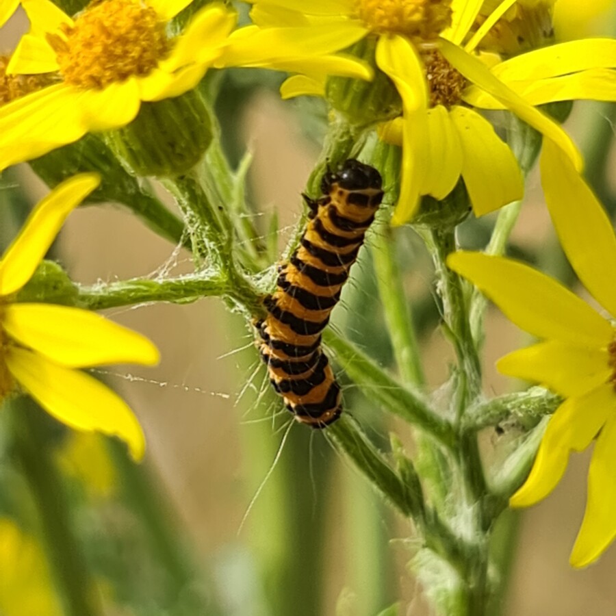 Cinnabar Moth - Hampton Heath - 2022-07-13